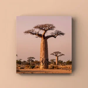 Dusk Baobab Print